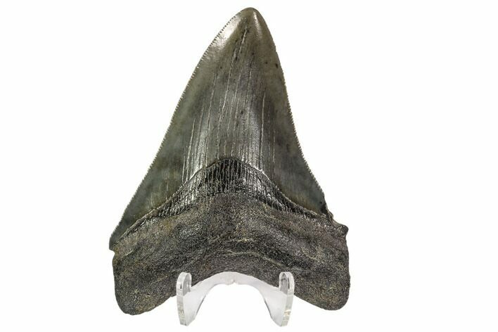 Serrated, Fossil Megalodon Tooth - Georgia #107240